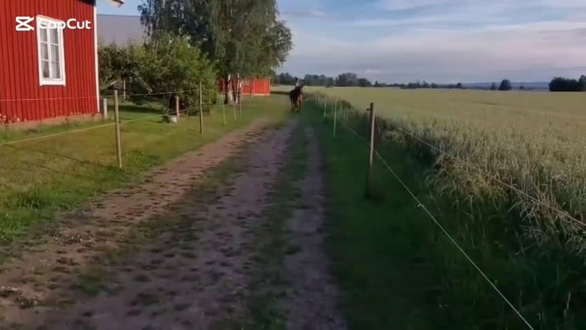 Allround hästar till salu: Charmigt sto söker nytt hem! i Tidan - Video 1