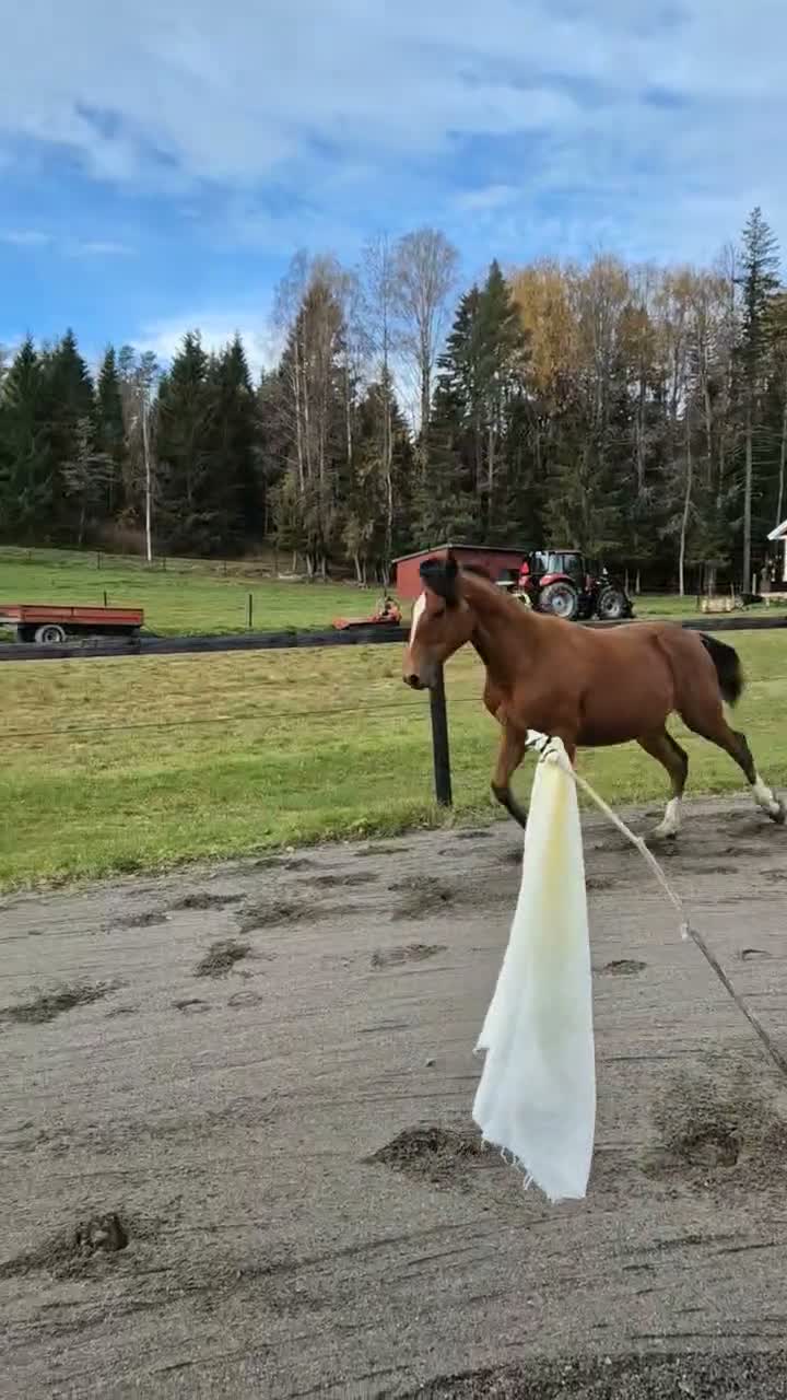 Allround hästar till salu: Vackert korsnings sto - Video 1