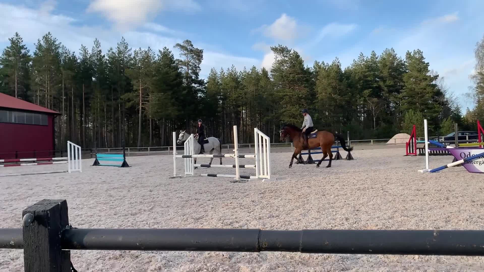 Allround hästar till salu: Trevlig allroundhäst - Video 3