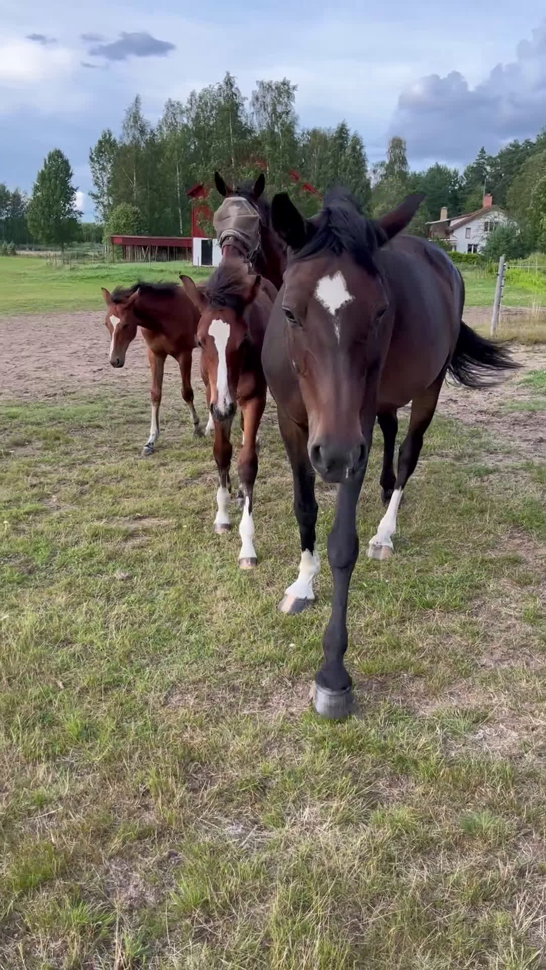 Hoppning hästar till salu: Fantastiskt föl i Årsunda - Video 1
