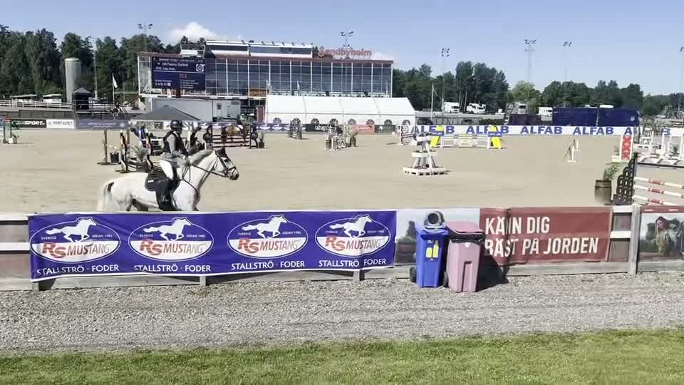 Hoppning hästar till salu: Kanske den bästa hästen till en junior. - Video 4
