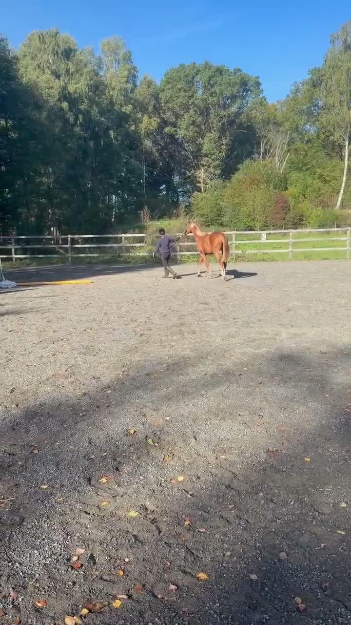 Hoppning hästar till salu: Åring e. Cosmos Hästak – Balou du Rouet - Video 1