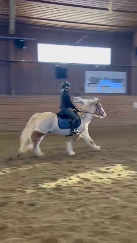 Allround hästar till salu: Bästa vän - Video 4