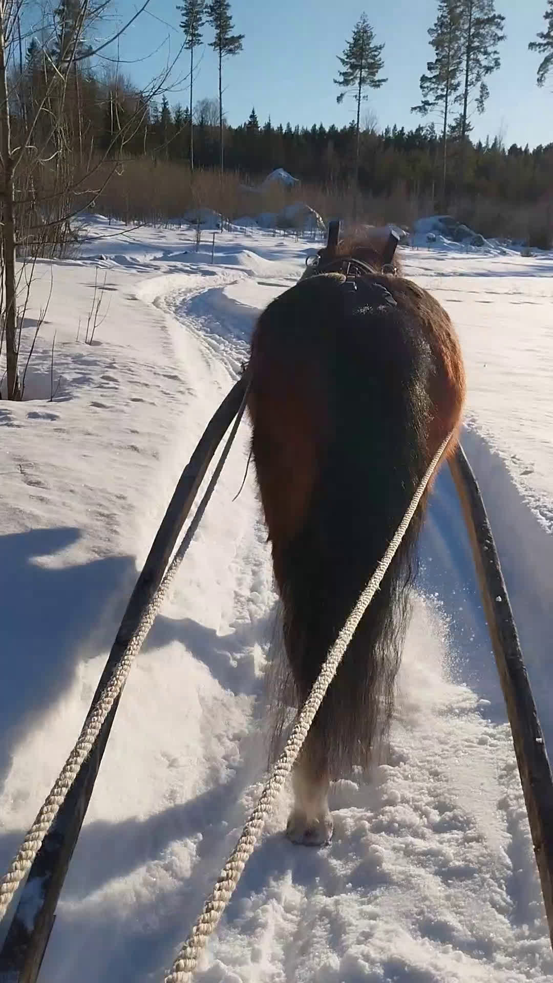 Allround hästar till salu: Dartmoorponny, 9 år med stor personlighet. i Järvsö - Video 1