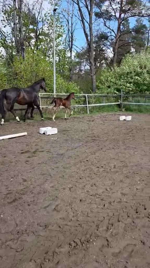 Dressyr hästar till salu: Gångartsföl med galopp ++ - Video 2