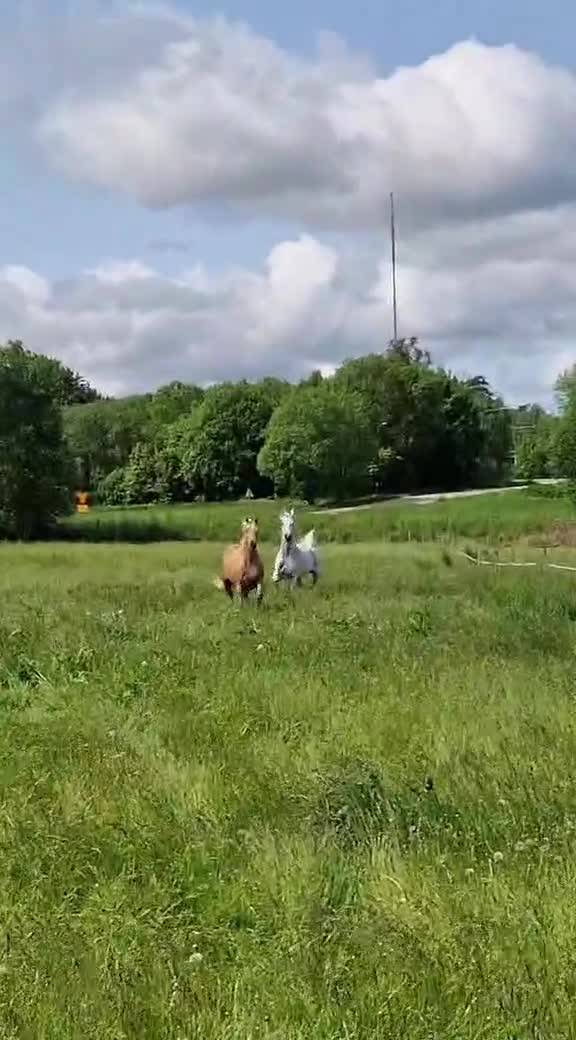 Sällskap hästar till salu: Världens snällaste GULDPONNY! - Video 1