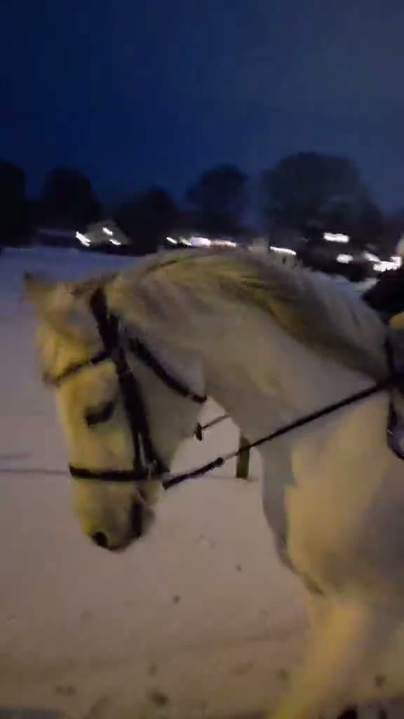 Allround hästar till salu: Läromästare och bästa vän - Video 1