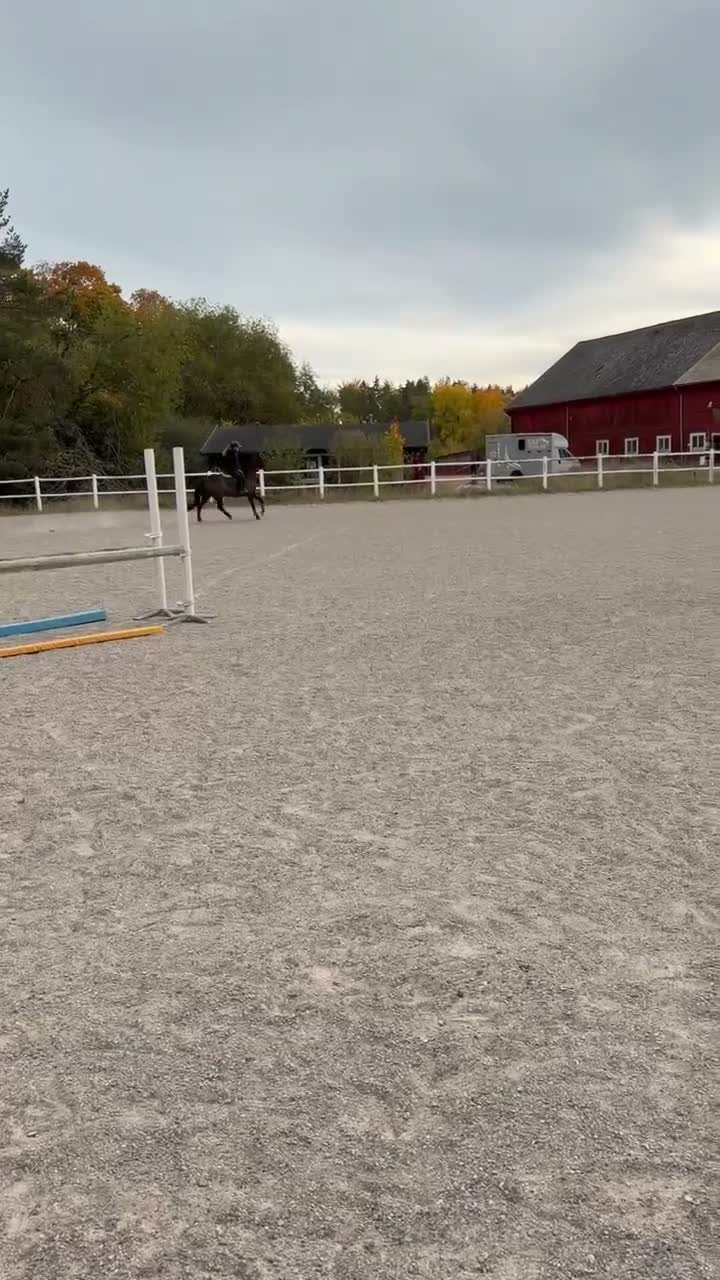 Hoppning hästar till salu: Fin ponny med kapacitet  - Video 1