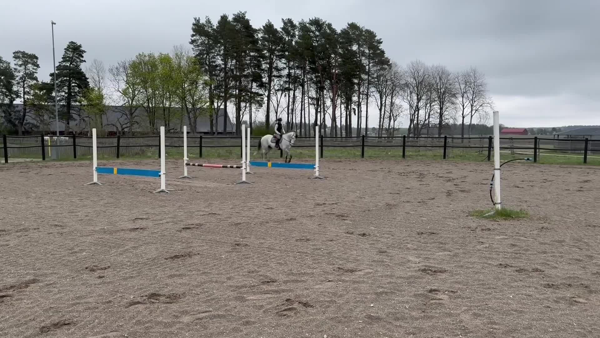 Hoppning hästar till salu: Fin unghäst! - Video 2