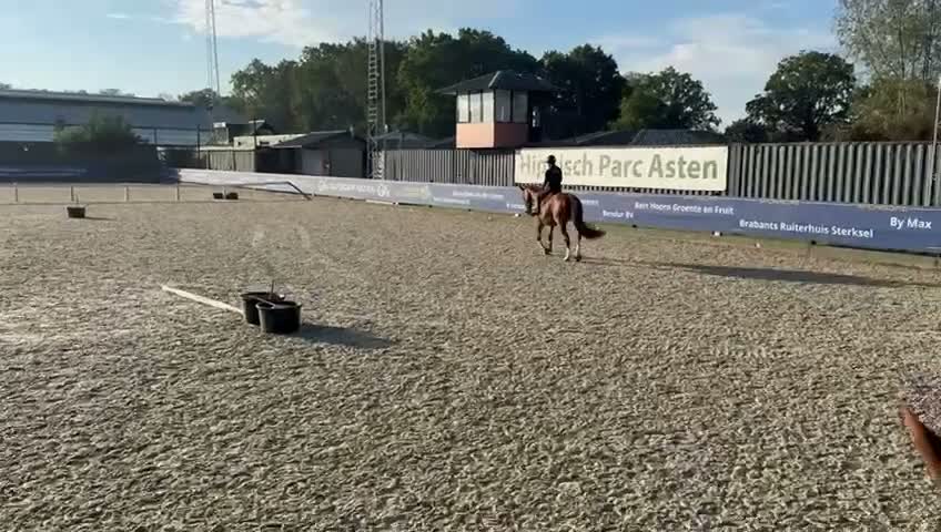 Hoppning hästar till salu: Läromästare 🐴 - Video 1