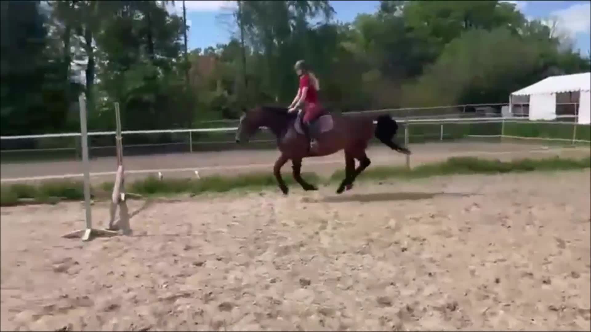 Allround hästar till salu: Stunning Lady in Red for everybody - Video 2