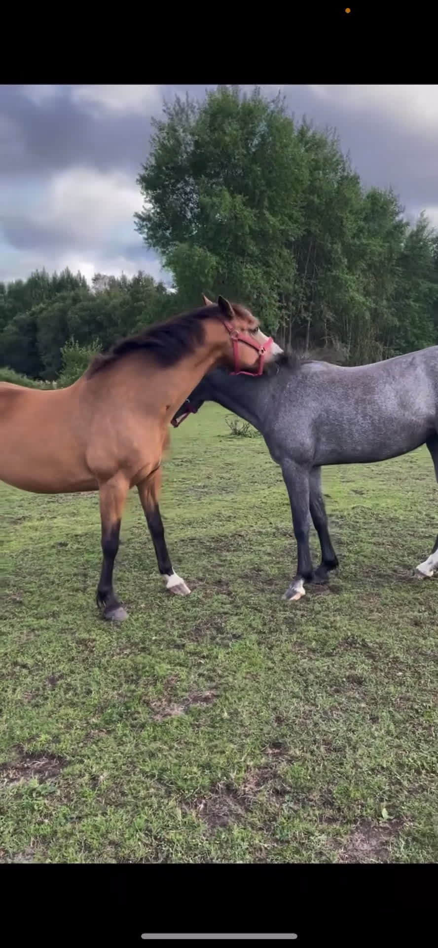 Sällskap hästar till salu: En bästa kompis  i Älvängen - Video 1