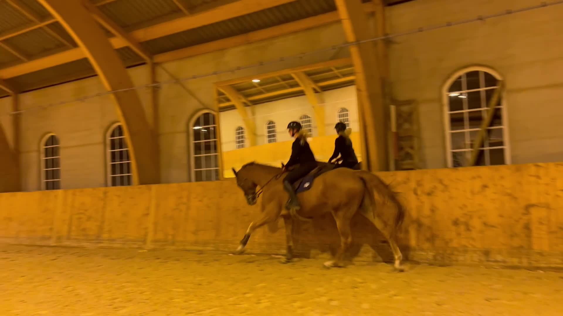 Hoppning hästar till salu: Killen med hjärta av guld - Video 2