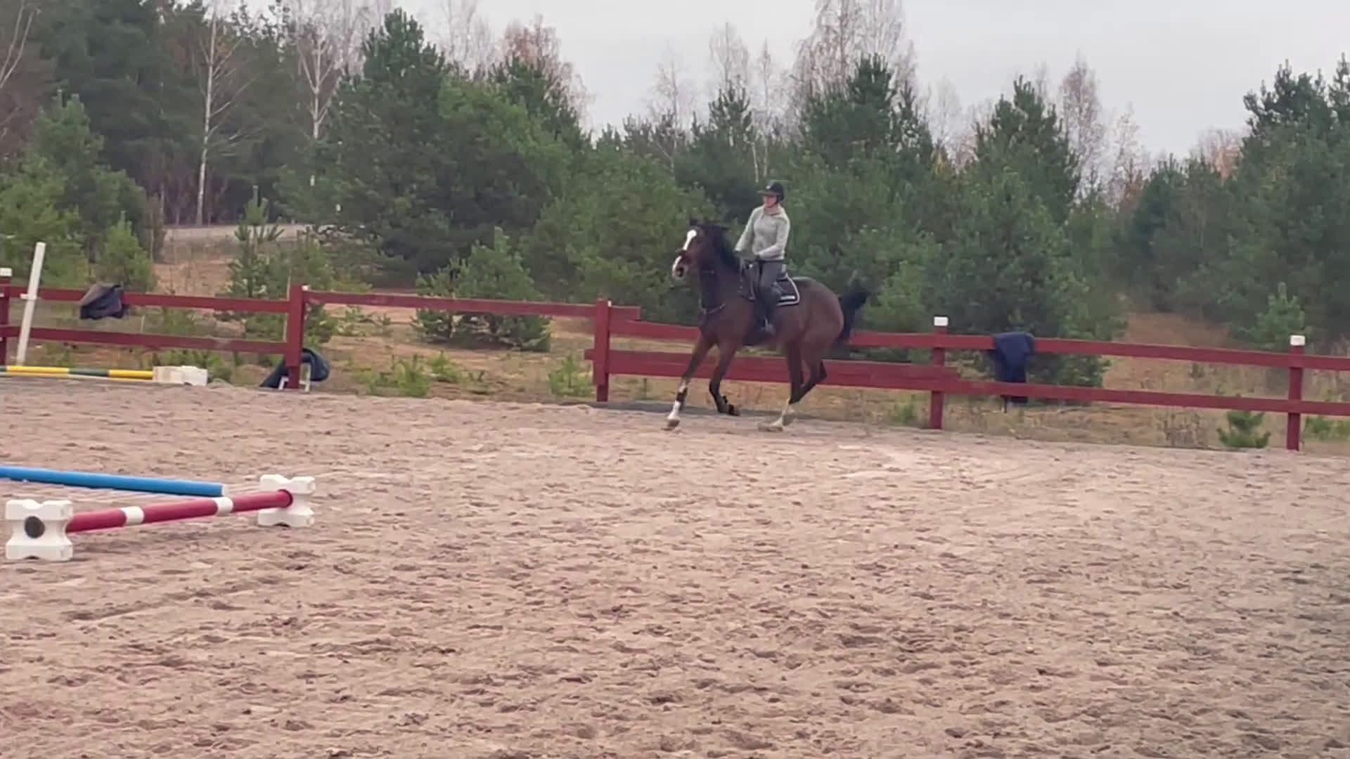 Hoppning hästar till salu: Valack e. Grand Slam - Douglas  i Västervik - Video 1