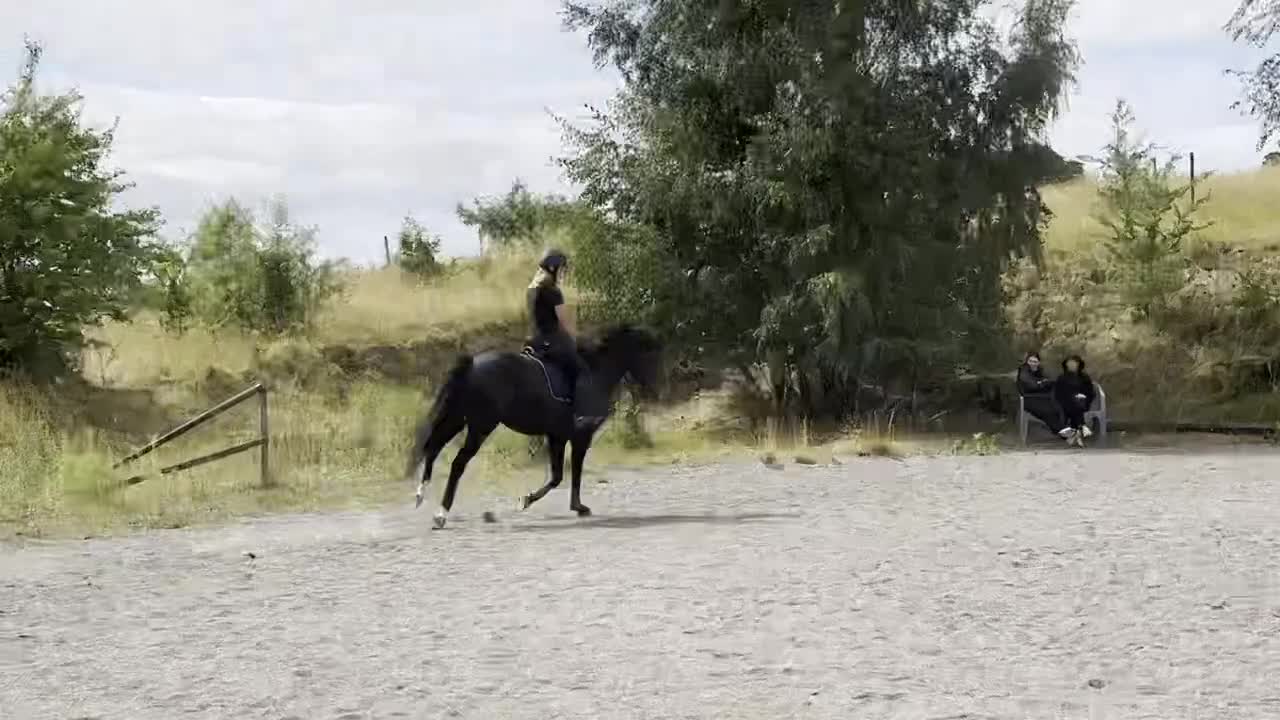 Allround hästar till salu: Charmig New Forest valack - Video 4