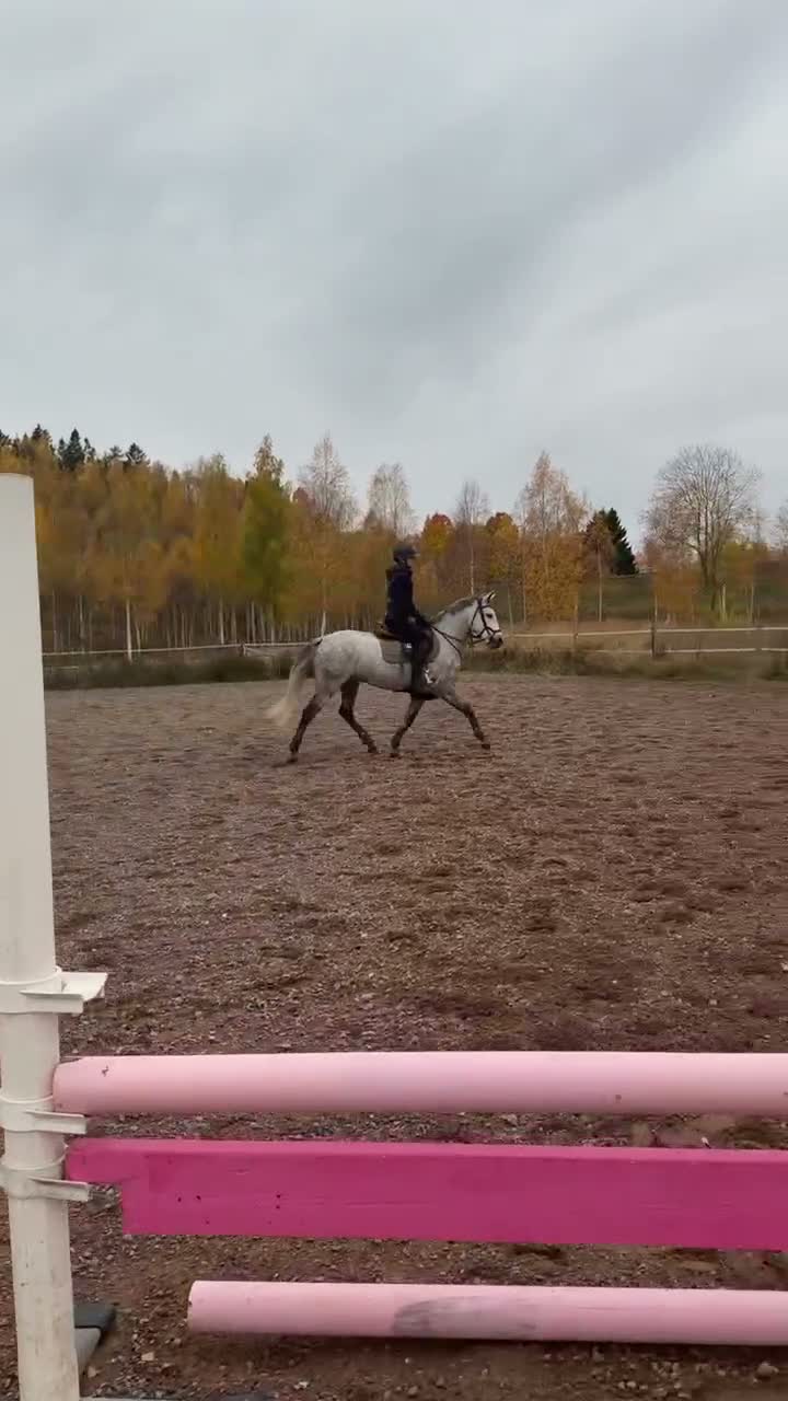 Hoppning hästar till salu: Connemara med framtiden för sej ⭐️ - Video 1