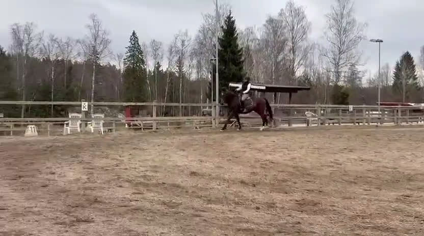  medryttarhäst sökes: Häst att bygga relation till i Vagnhärad - Video 1