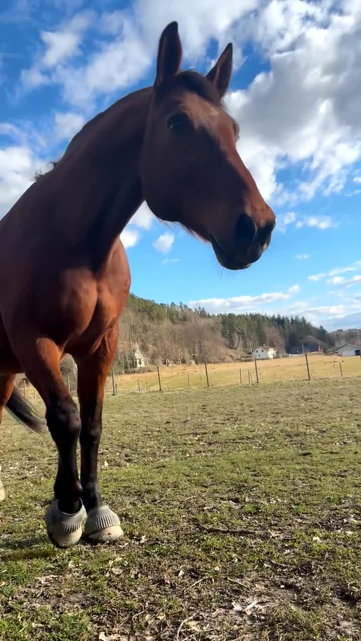 Sällskap hästar till salu: Stor sällskapshäst utlånas till livslångt hem i Lödöse - Video 1