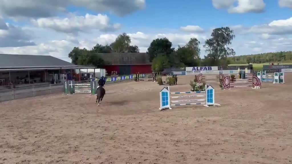 Hoppning hästar till salu: Hopphäst säljes - Video 1
