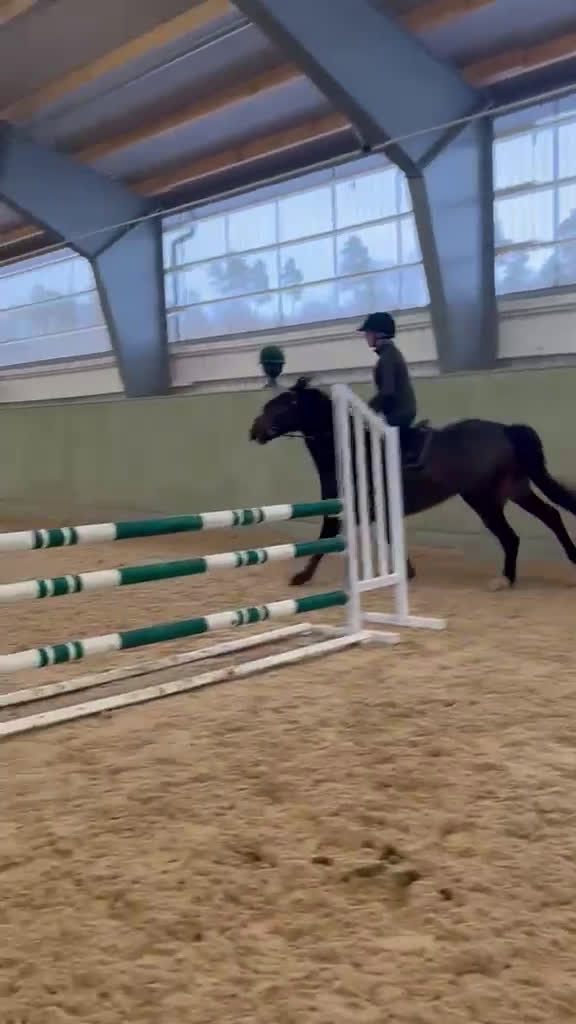 Hoppning hästar till salu: Lovande D-ponny med hjärta och potential 🌟 - Video 5