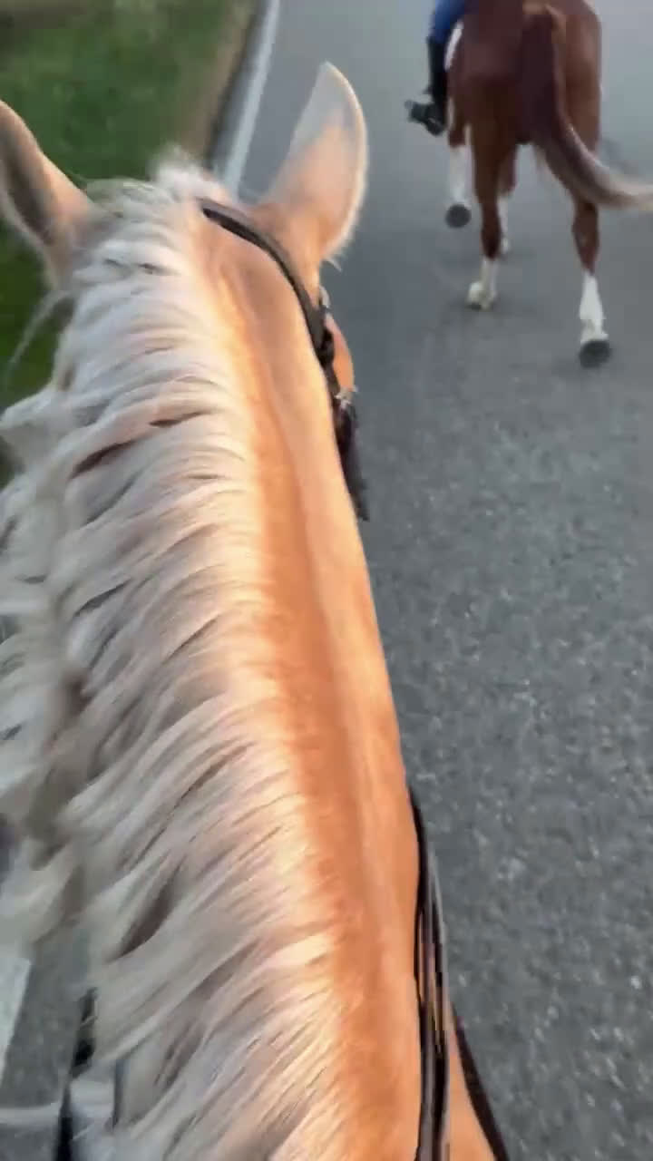 Working Equitation hästar till salu: Välskolad kvalitets PSLusitano  i Halmstad - Video 4