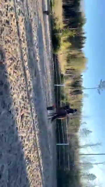 Övrigt hästar till salu: SMÅTT AKUT🌟Inriden travare🌟 - Video 4