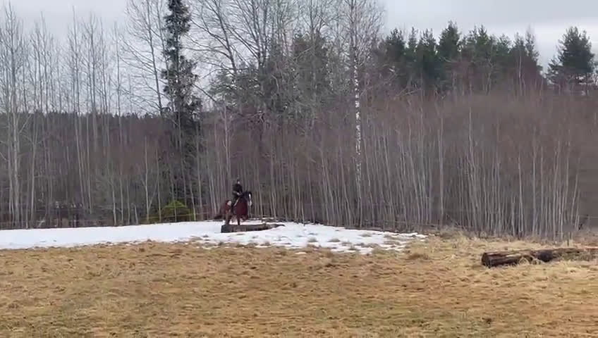 Allround hästar till salu: Welsh cob valack med enorm utstrålning!! - Video 3