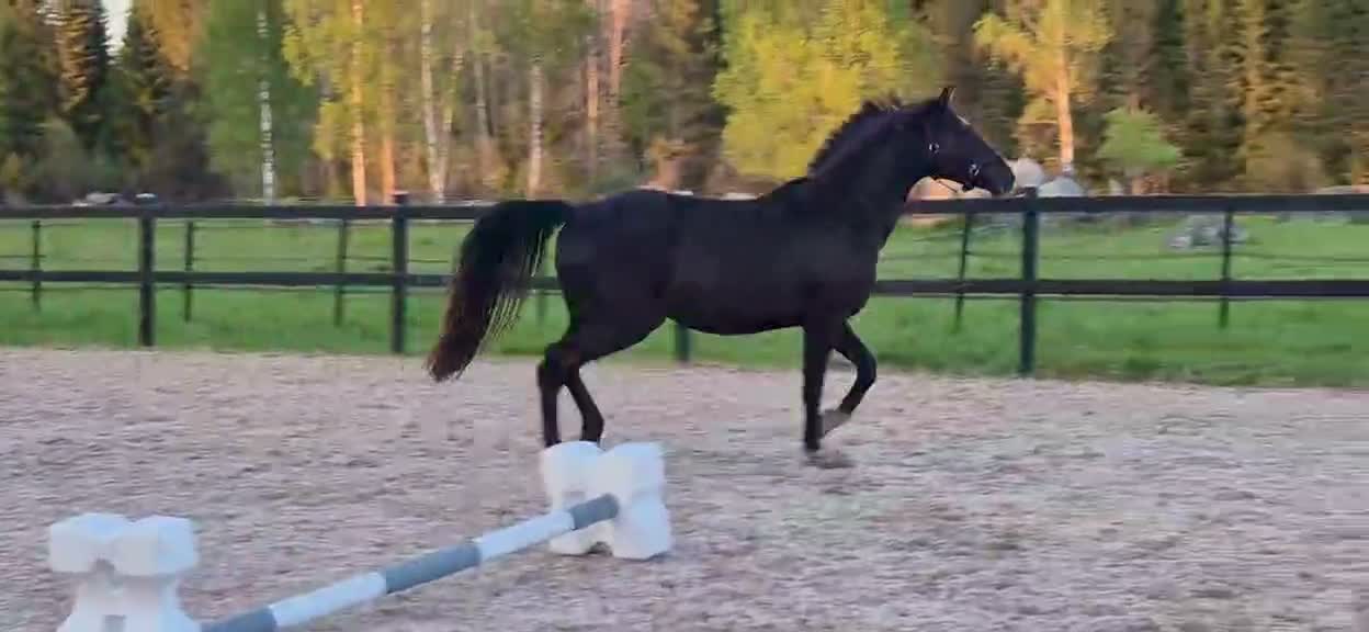 Dressyr hästar till salu: Sto med fin stam - Video 1