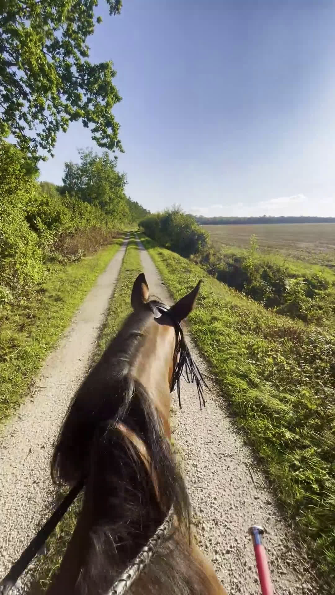 Trav hästar till salu: Fodervärd sökes på Gotland i Romakloster - Video 1