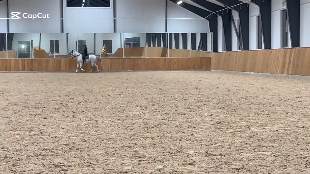 Allround hästar till salu: Fin & mysig bästa vän att träna och utvecklas med - Video 5