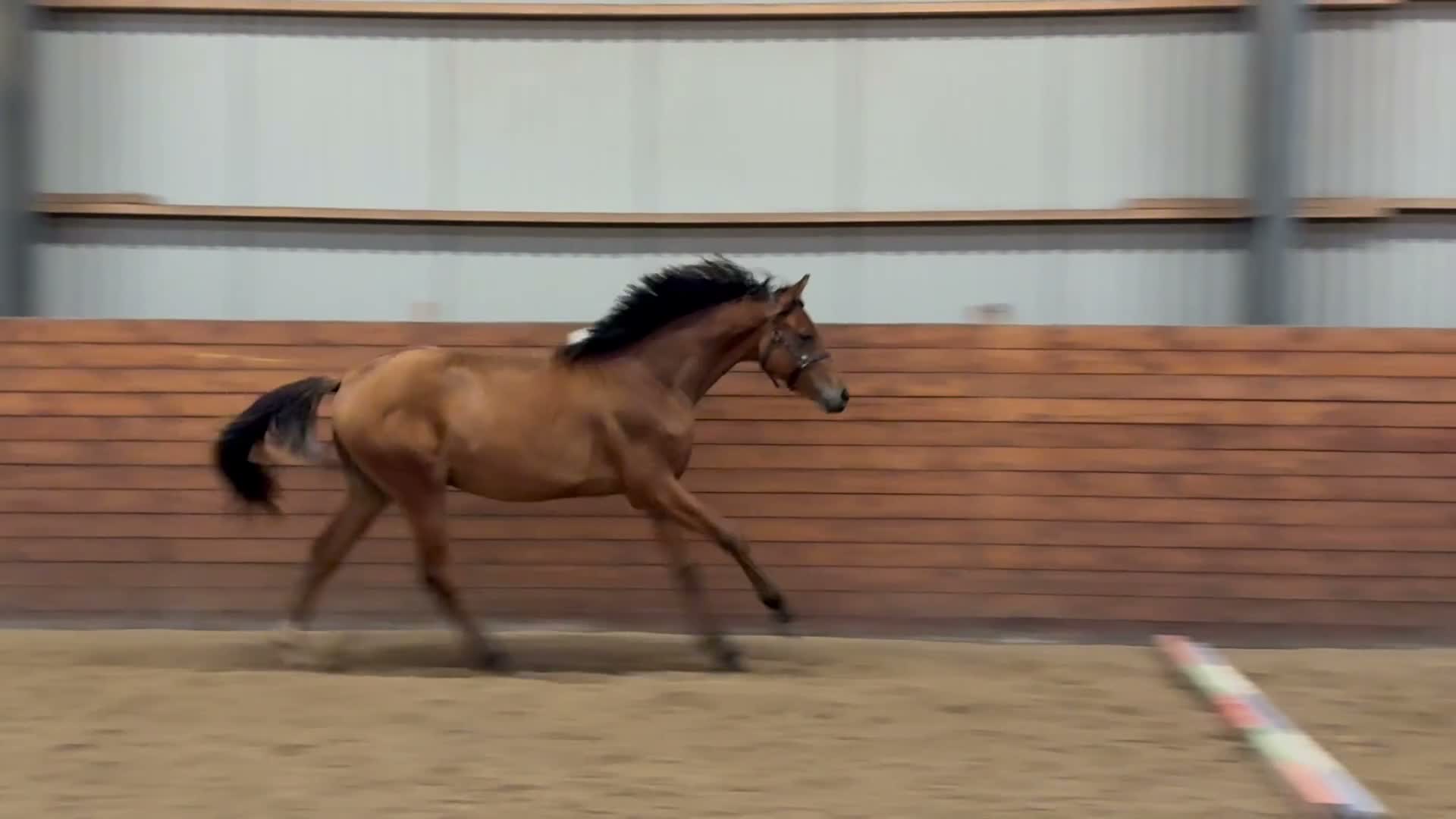 Dressyr hästar till salu: Ettåring som gärna får bo kvar hos oss nåt år till - Video 3