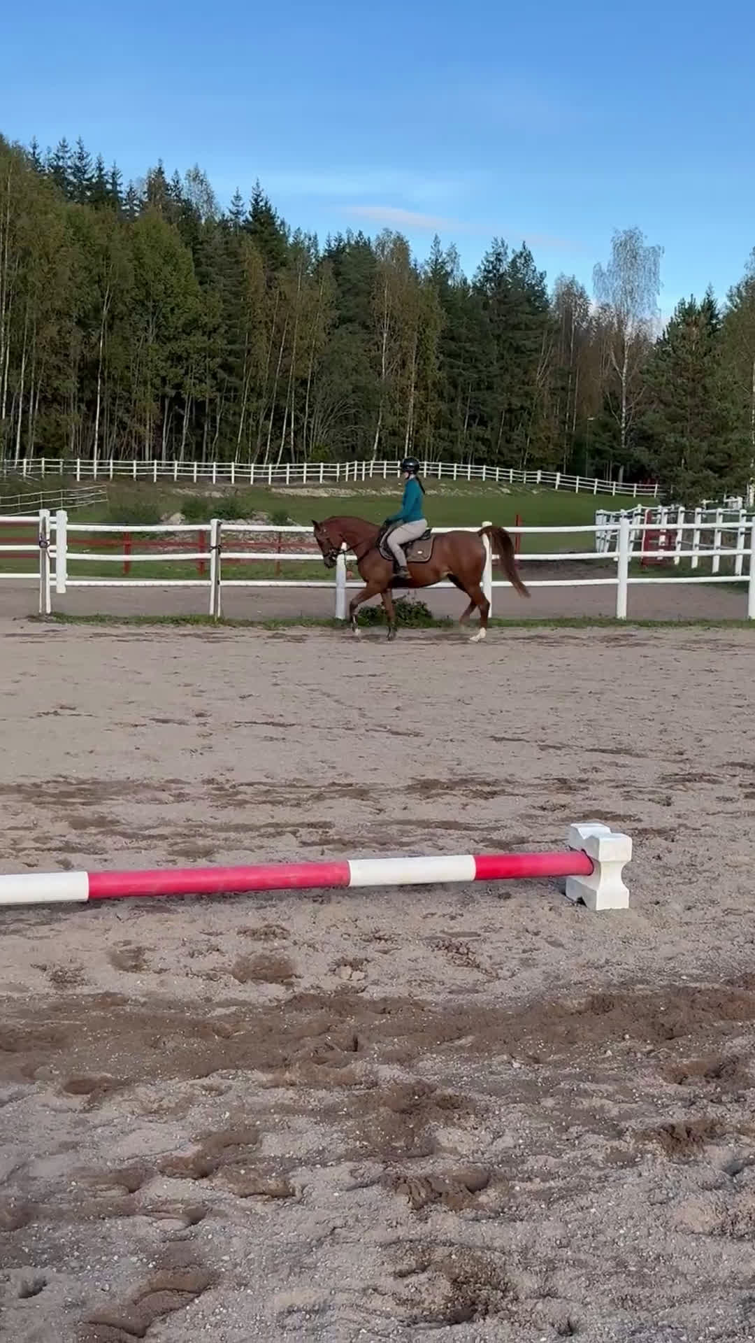 Allround hästar till salu: Sportigt Arab sto 4 år i Söderbärke - Video 1