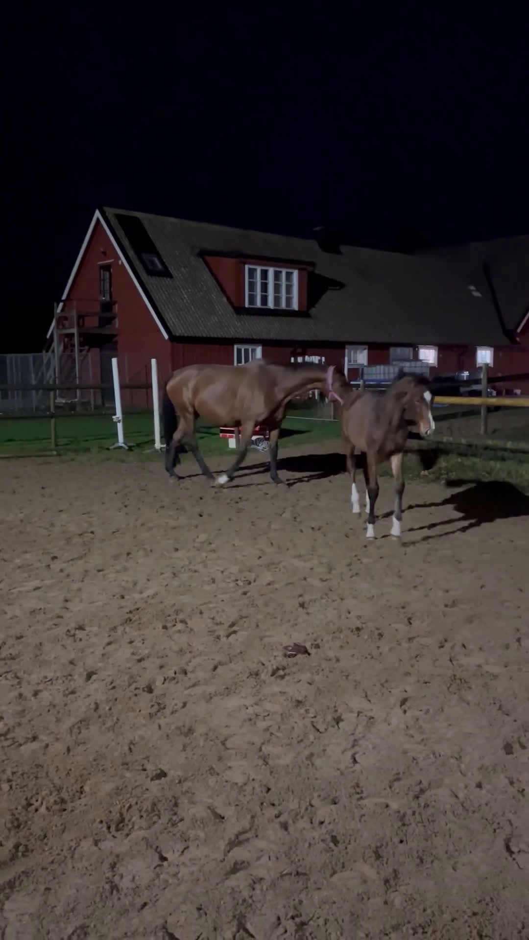 Hoppning hästar till salu: 2 åring e Captain Cooper - Video 1