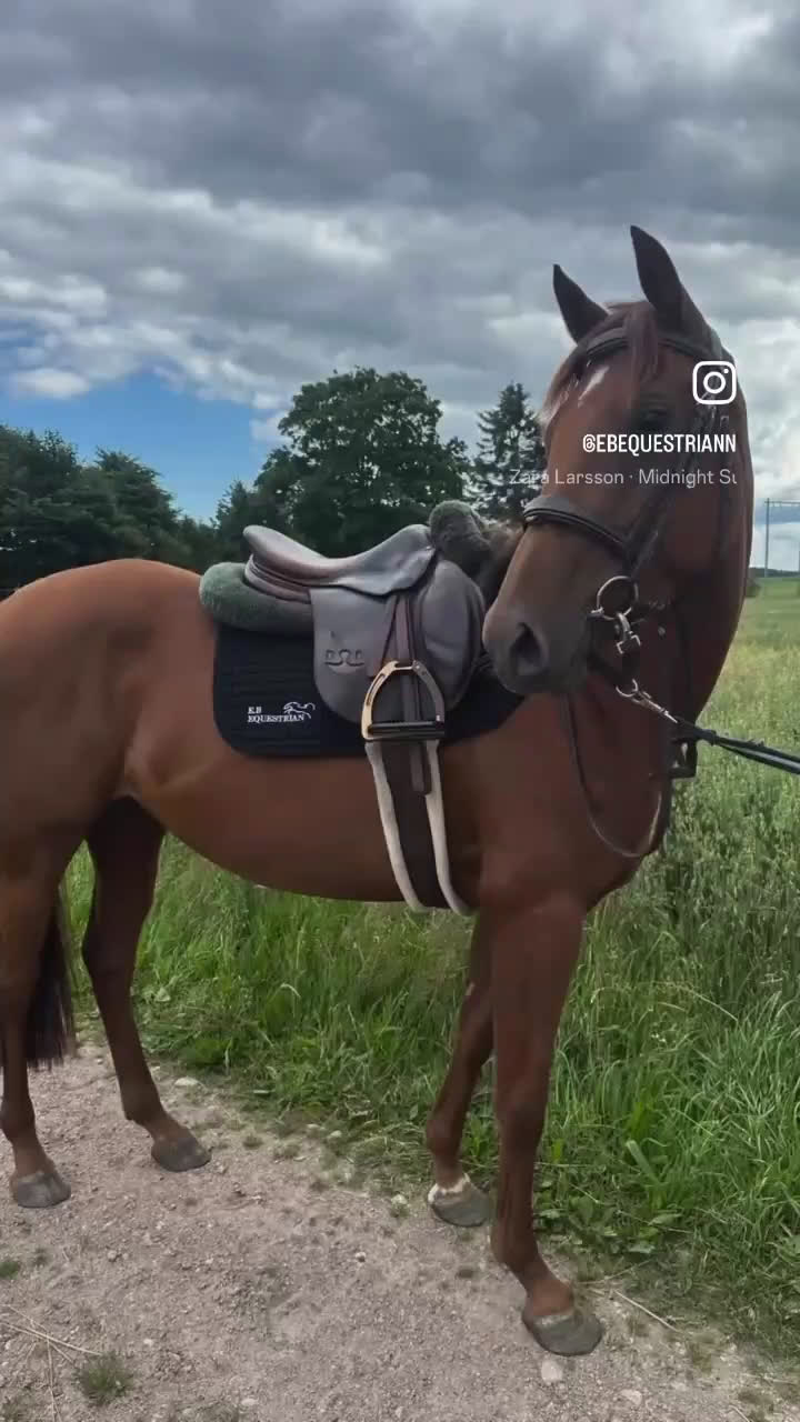 Hoppning hästar till salu: 3-årigt inridet sto e.Contant Q.  Röntgad. i Ängelholm - Video 2