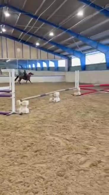 Hoppning hästar till salu: Lyxig allround ponny - Video 3