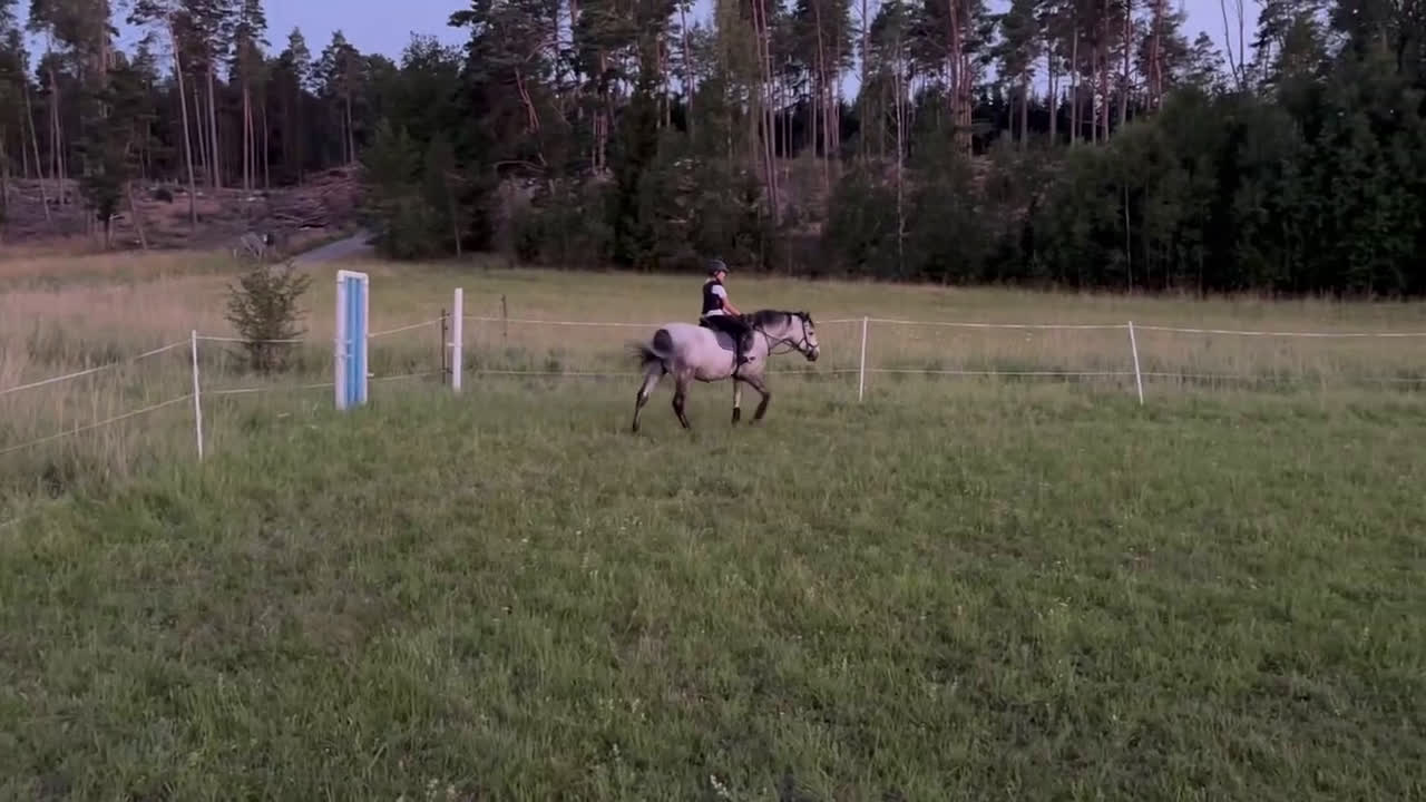 Körning hästar till salu: Vuxenponny för körning i Svartsjö - Video 1