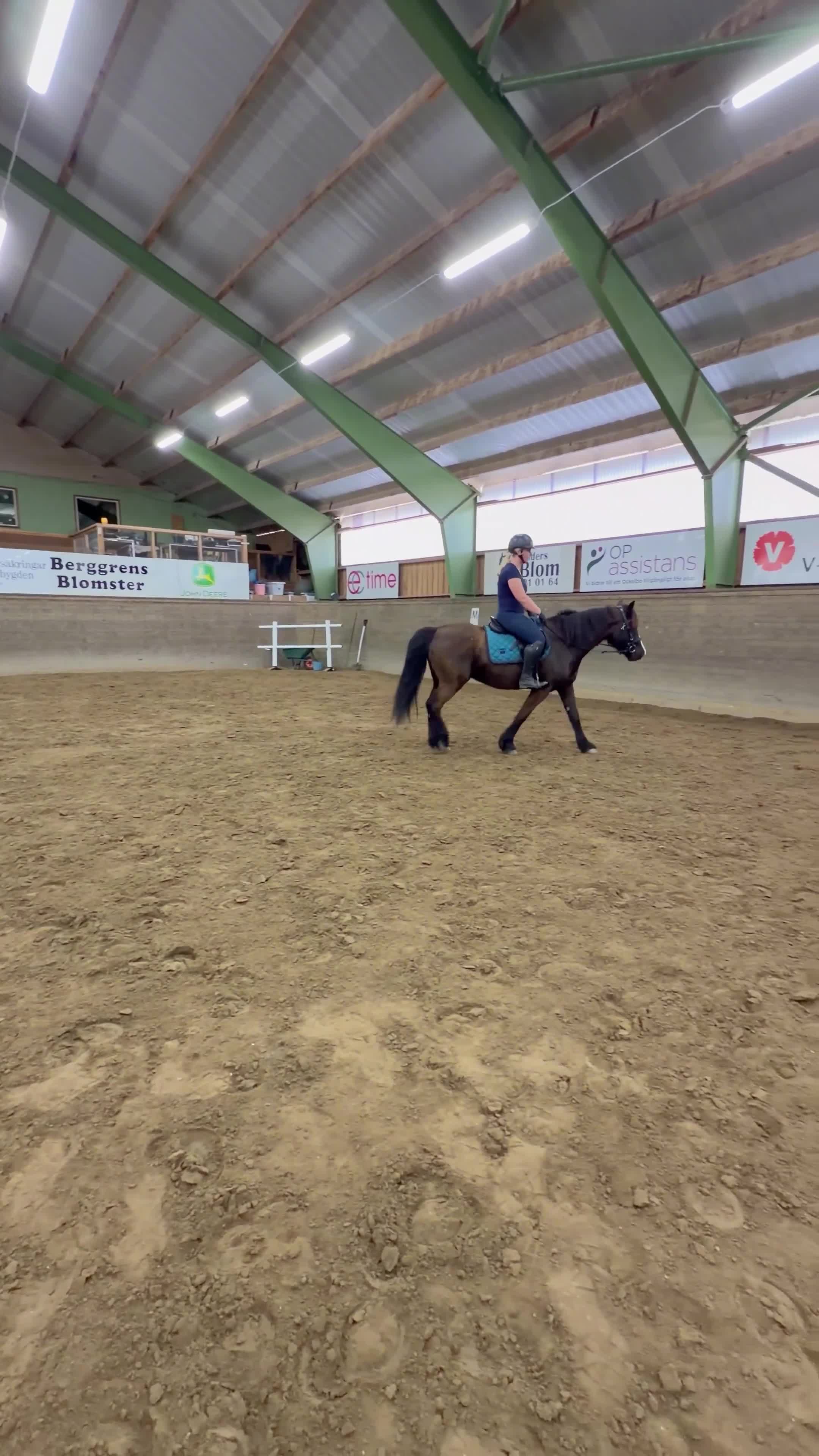 Allround hästar till salu: Perfekt Allround-ponny - Video 2