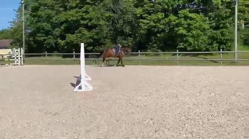 Dressyr hästar till salu: Lovande 6-åring med toppstam och fint temperament - Video 3