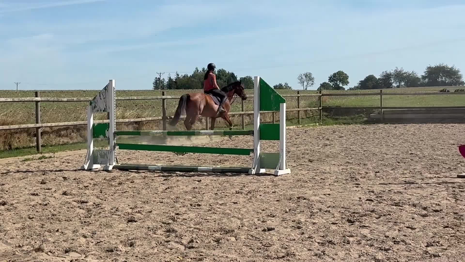Hoppning hästar till salu: Snäll okomplicerad 5-åring - Video 1