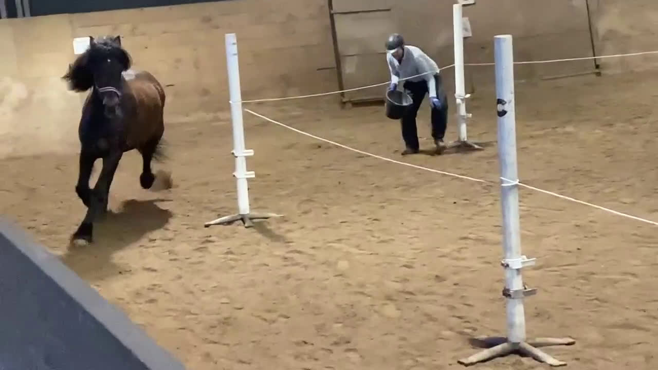 Övrigt hästar till salu: Skog, avelsmärr och Arbetsvillig Kallblodstravare  - Video 4