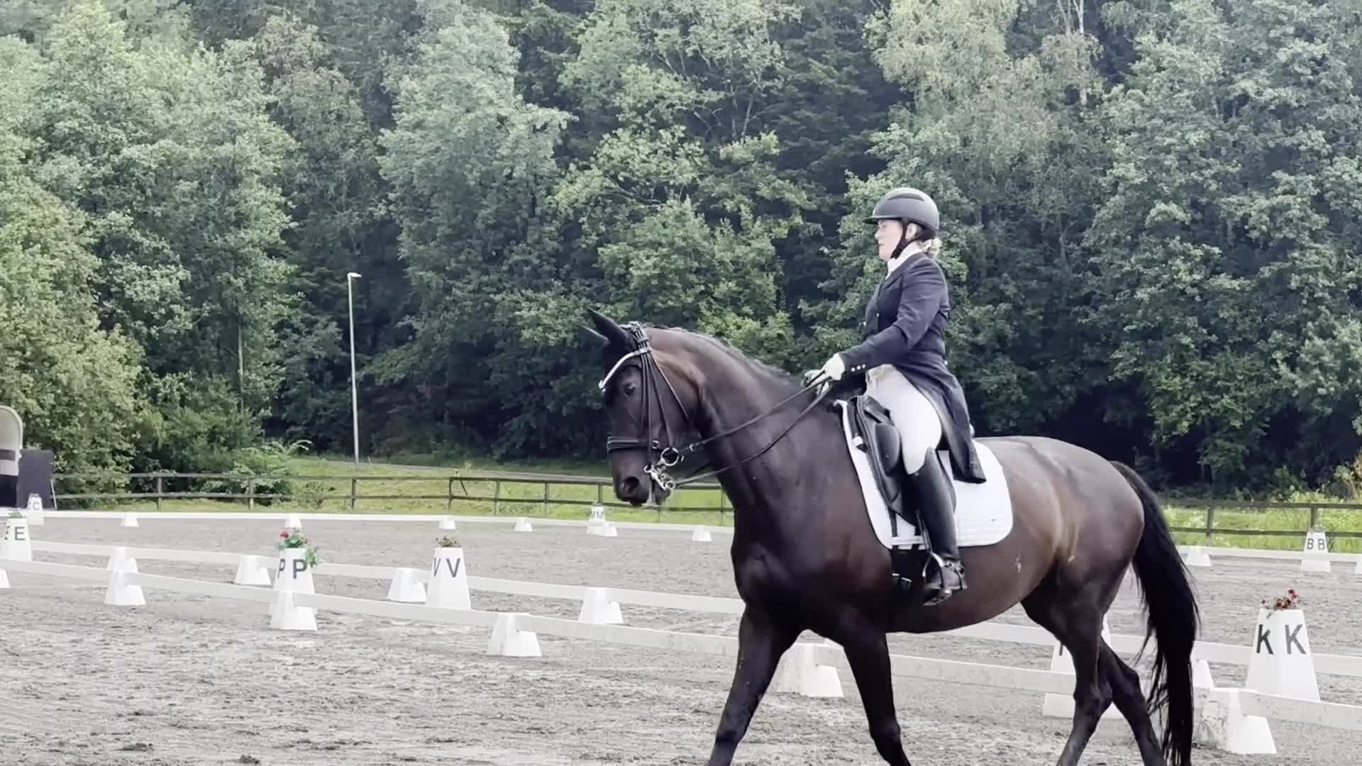 Dressyr hästar till salu: Meriterad svårklasshäst och fantastisk läromästare - Video 1