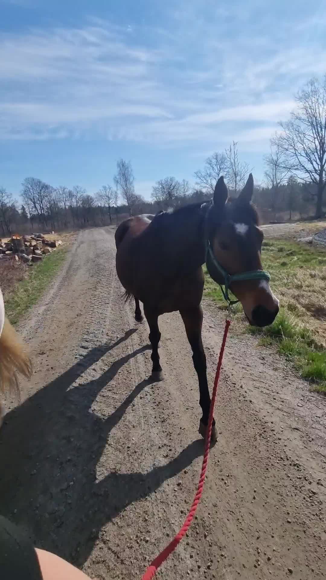 Allround hästar till salu: ELLSA - Video 1