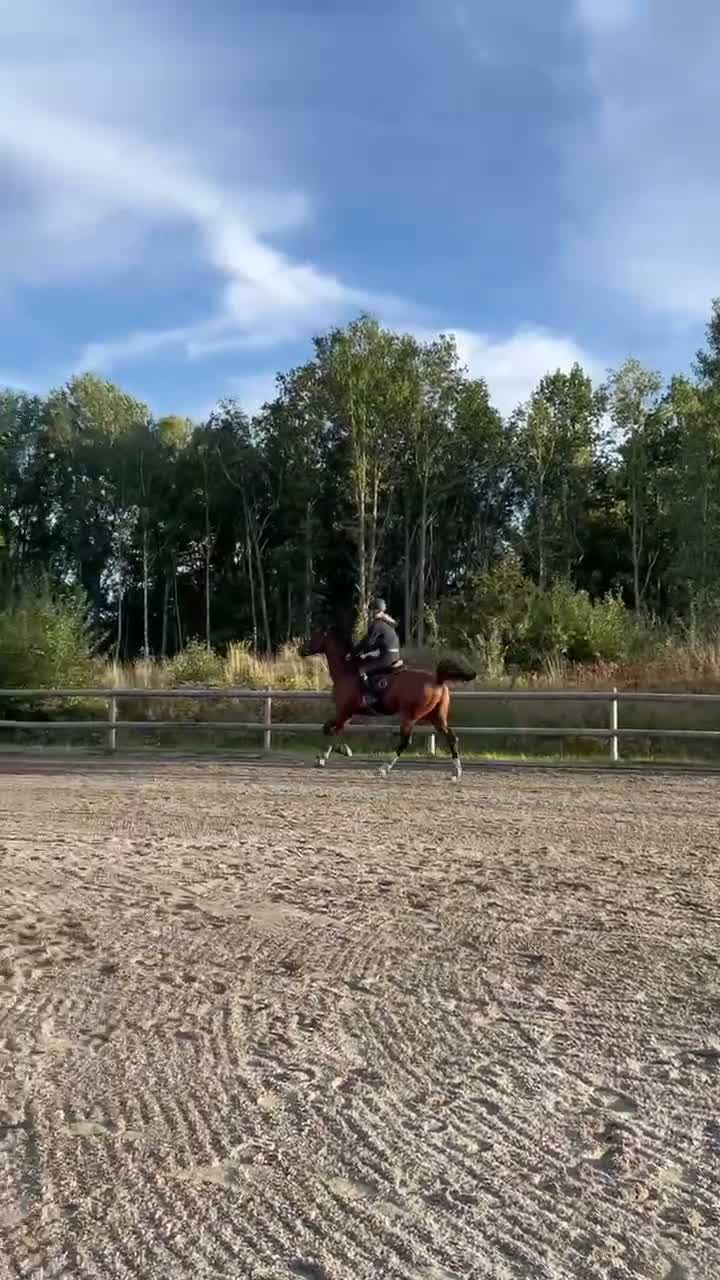 Allround hästar till salu: Kwpn valack med potential 🌟 - Video 1