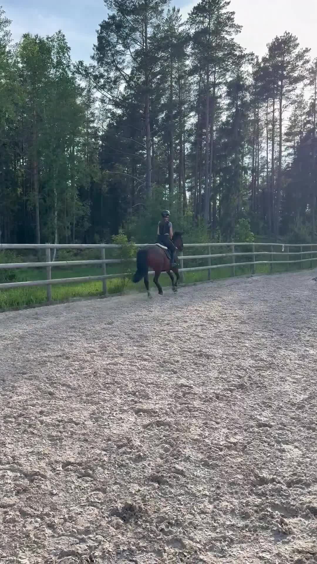 Hoppning hästar till salu: Snäll och social ponny med potential - Video 2