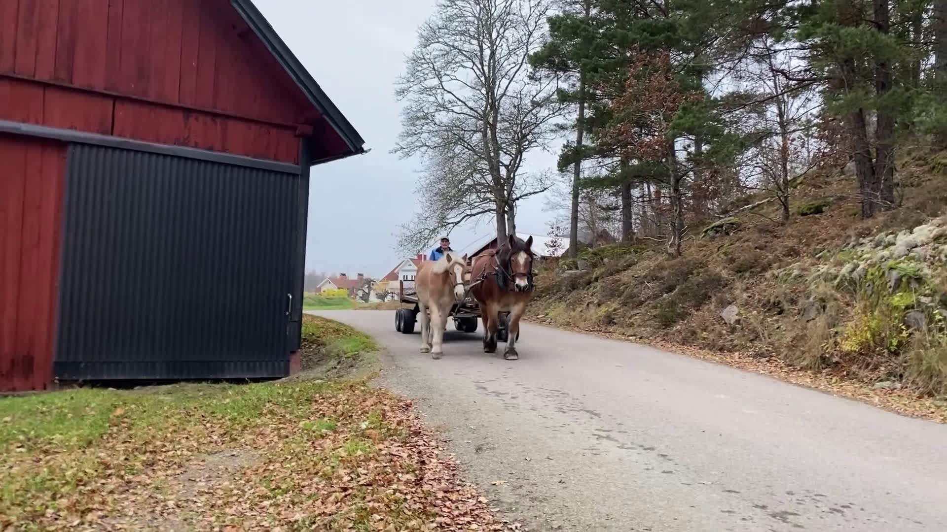 Körning hästar till salu: Hingstföl ardenner. i Blackstad - Video 1