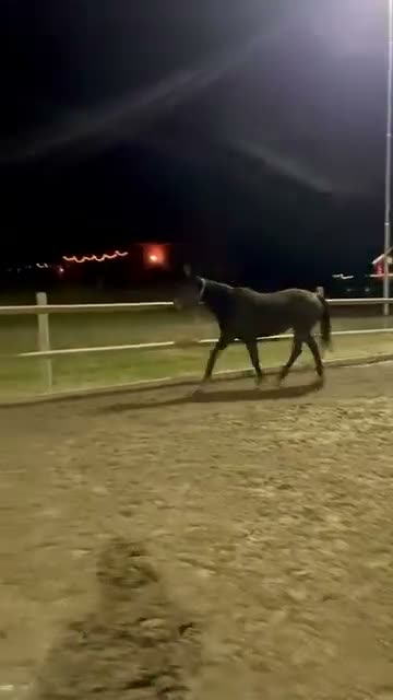 Allround hästar sökes: Ny bästa vän sökes i Norrköping - Video 1