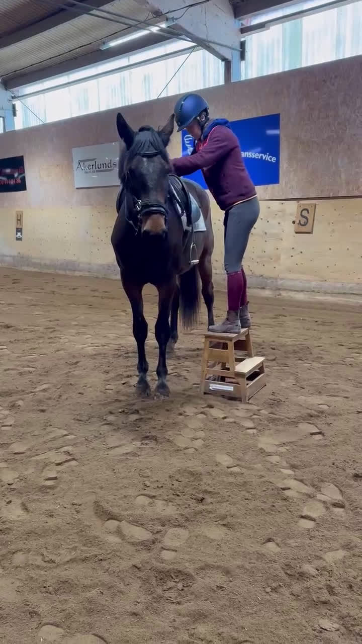 Dressyr hästar till salu: Lovande 3-årig SWB valack - Video 1