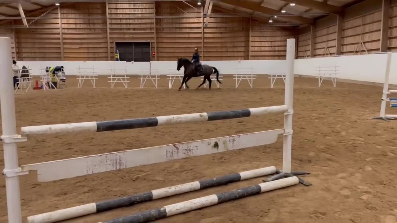 Allround hästar till salu: Pålitlig bästa vän  i Månsarp - Video 4