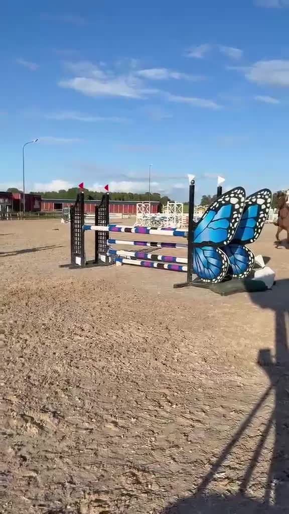 Hoppning hästar till salu: Snäll sportponny - Video 1
