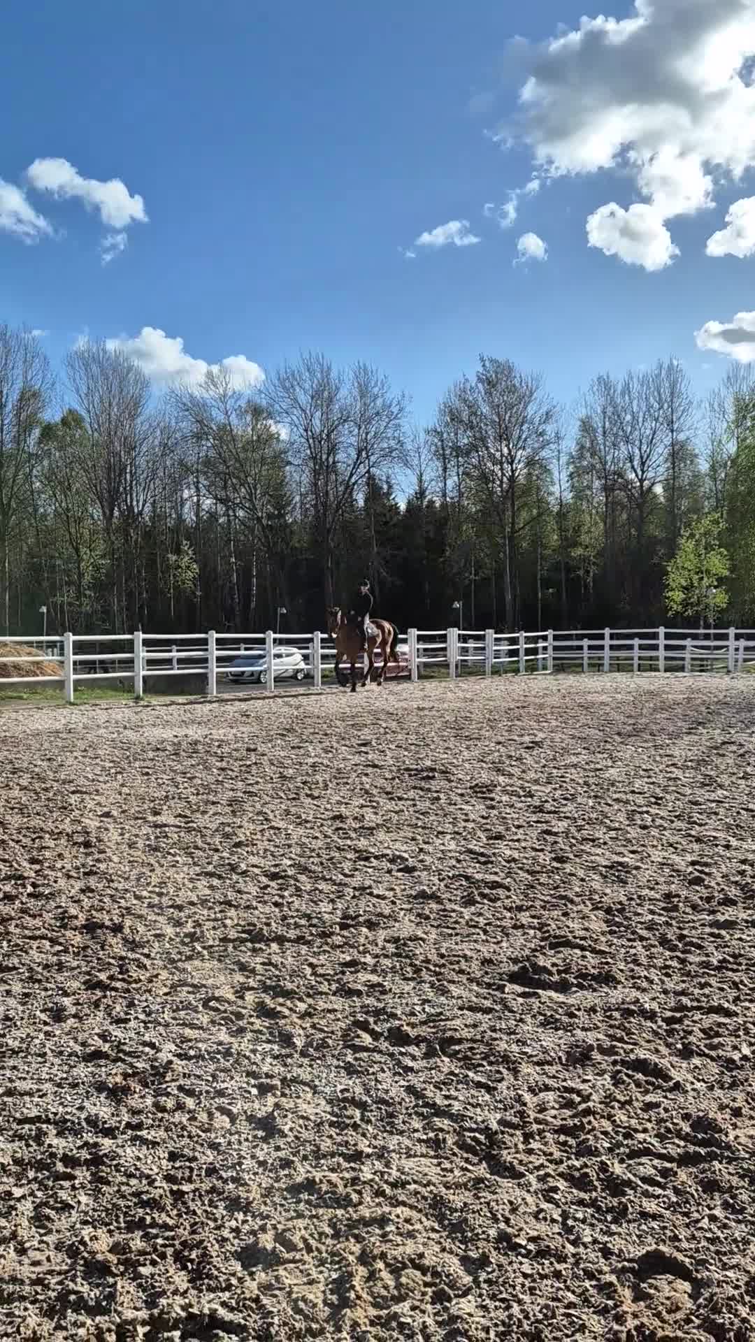 Allround hästar till salu: Socialt och trevligt sto - Video 1